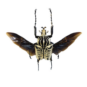 Goliathus albosignatus flying (male)