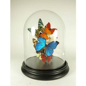 Glass dome with a variety of mounted butterflies (A)
