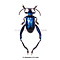 Sagra longicollis - blue