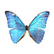 Morpho adonis