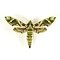 Daphnis nerii - oleander hawk-moth