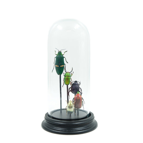 Glass dome with 5 different beetles