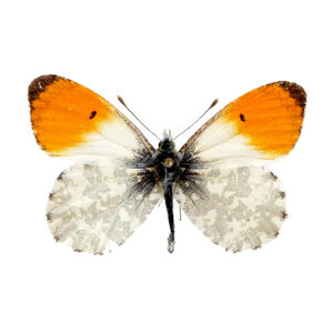 Anthocharis cardamines (male) - orange tip