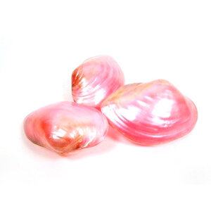 Bivalvia schelp (roze)