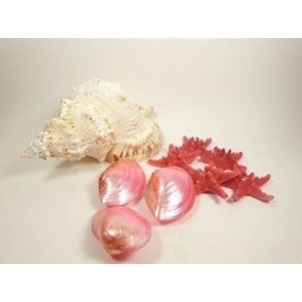 Bivalvia shell (pink)