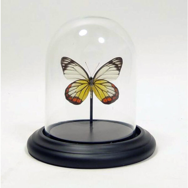 Glass dome with mounted butterfly - Delias hyparete (1)