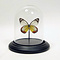 Glasglocke mit Präparierte Schmetterling - Delias hyparete (1)