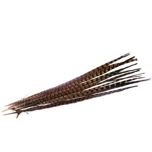 Pheasant feathers 45 cm - 50 cm (5 pieces)