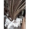 Reeves's Pheasant feathers 135 cm - 150 cm