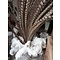 Reeves's Pheasant feathers 135 cm - 150 cm