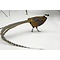 Reeves's Pheasant feathers 135 cm - 150 cm