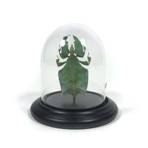Glass dome with leaf insect - Phyllium sp.