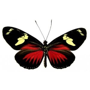 Heliconius doris eratonensis