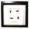 Scorpions (4) in exclusive black frame - Buthus martensi