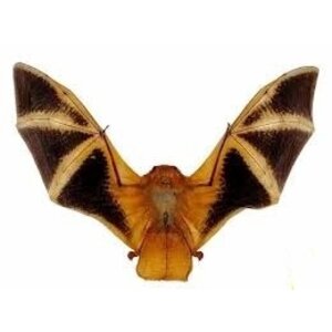 Präparierte goldene Fledermaus