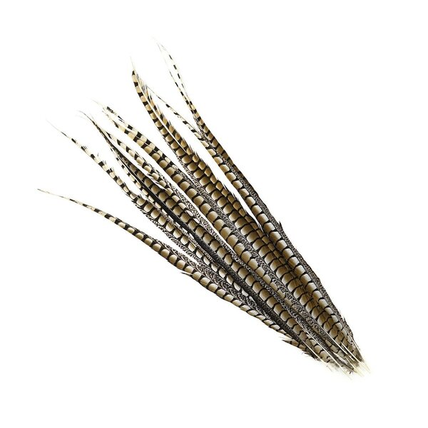 Lady amherst Pheasant feathers 100 cm per 10 (F1)