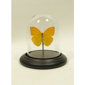 Glass dome with mounted butterfly - Phoebis argante (1)