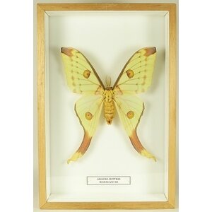 Argema mittrei - comet moth in insect box (female)