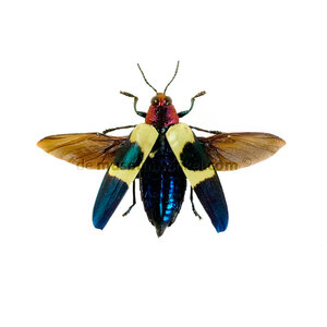 Chrysochroa buqueti - flying