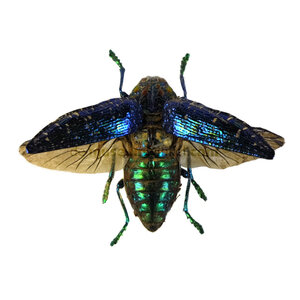 Polybothris sumptuosa gemma - Jewel Beetle metallic blue flying