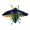 Polybothris sumptuosa gemma - Jewel beetle metallic blauw vliegend