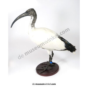 Mounted African sacred ibis