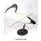 Mounted African sacred ibis