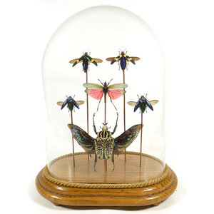 Glass dome with different kinds of beetles