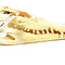 Schedel Siamese krokodil 25-30 cm