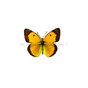 Colias crocea