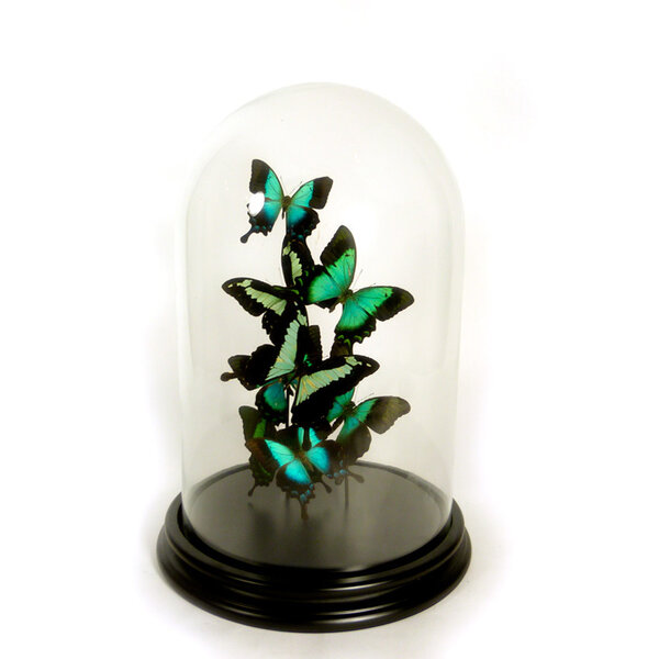 Glass dome with a variety of green mounted butterflies