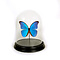 Opgezette vlinder in glazen stolp - Morpho didius