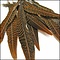 Golden Pheasant feathers circa 55-80 cm (5 pieces)