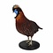Präparierte Tragopan
