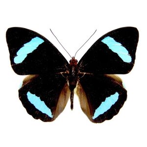 Nessaea hewitsonii - upperside