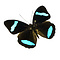 Nessaea hewitsonii - Kopfseite