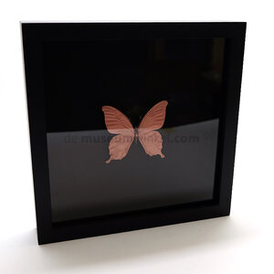 Copper-colored butterfly in frame