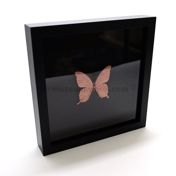Copper-colored butterfly in frame