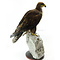Steppenadler
