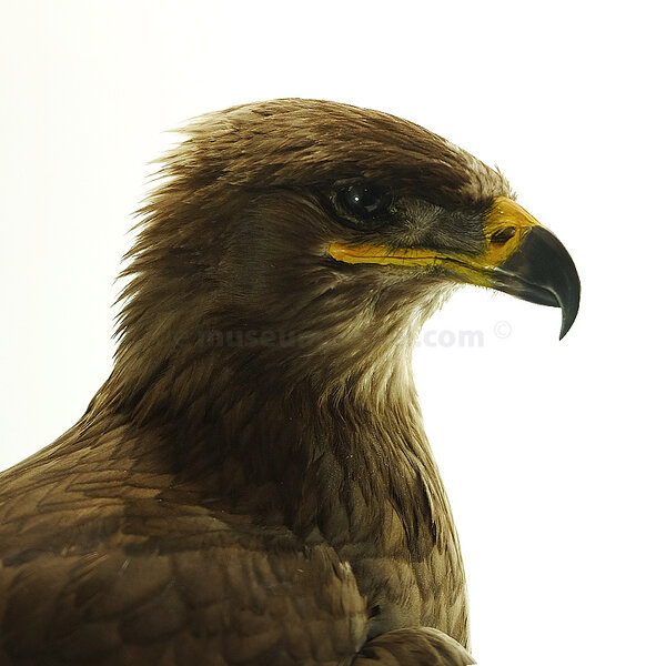 Steppenadler