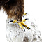 Mounted steppe eagle