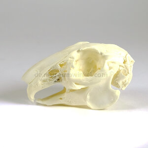 Skull of a rabbit (A-quality)