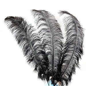 10 x Ostrich feather black 70-80cm (F10)