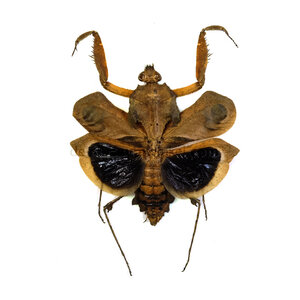 Deroplatys desiccata (man)