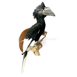 Mounted Greyear hornbill (wall mount)