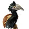 Mounted Greyear hornbill (wall mount)