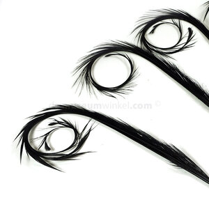 Curl spring feathers (5x)