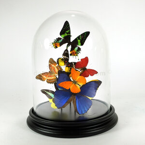 Glazen stolp met mix van opgezette vlinders