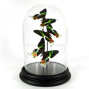 Glass dome with mounted butterflies - Urania ripheus (A)
