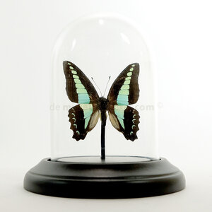 Opgezette vlinder in glazen stolp - Graphium sarpedon